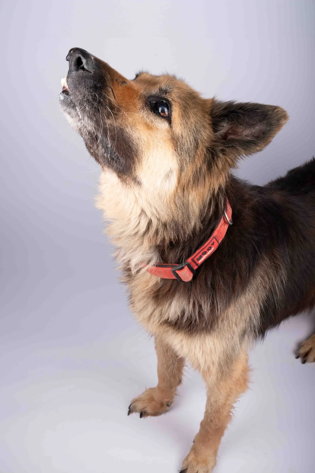 Loki - Furkids by Nagham