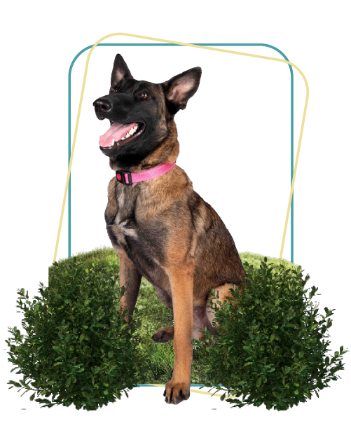 BELGIAN MALINOIS, Furkids by Nagham hero