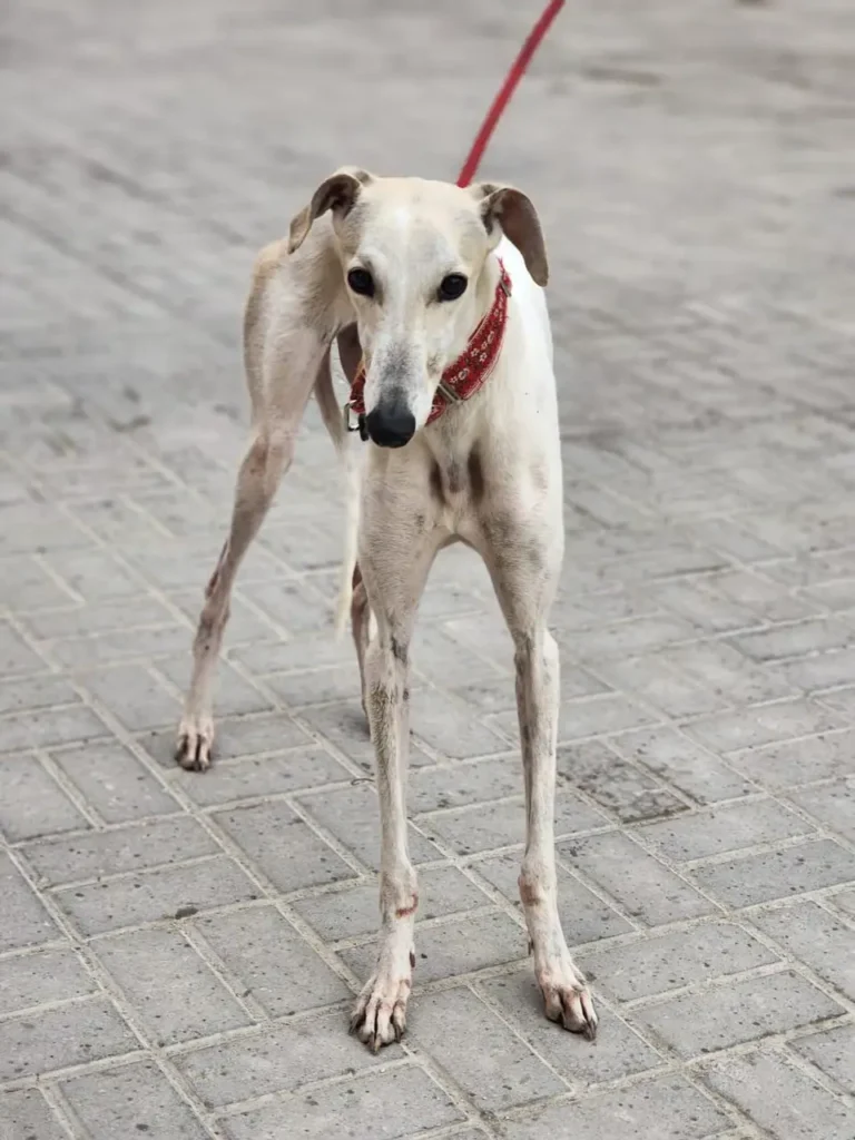 Furkids by Nagham - Saluki, Eaon