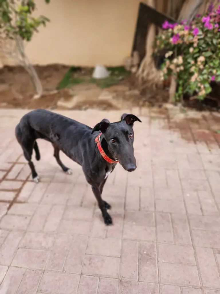 Furkids by Nagham - Saluki, Farah