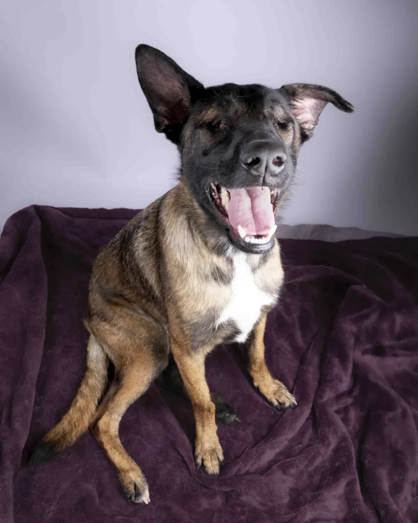 Lucy - Furkids by Nagham Lucy
