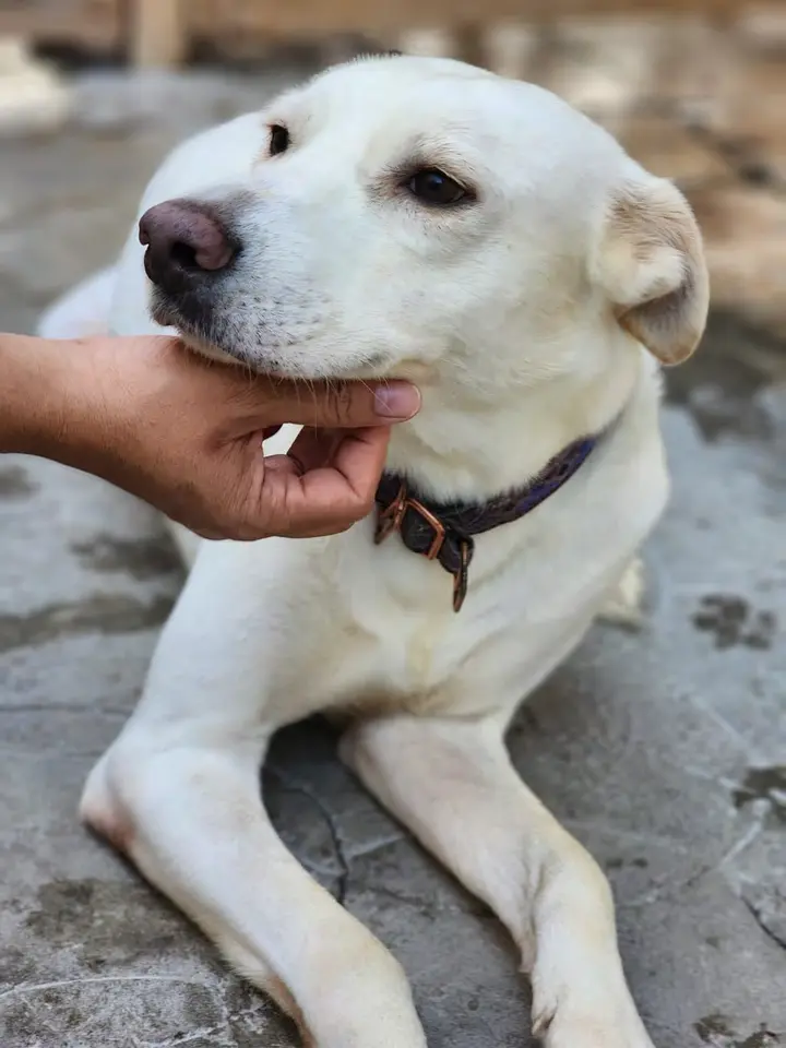 Furkids by Nagham - Saluki, Lusail