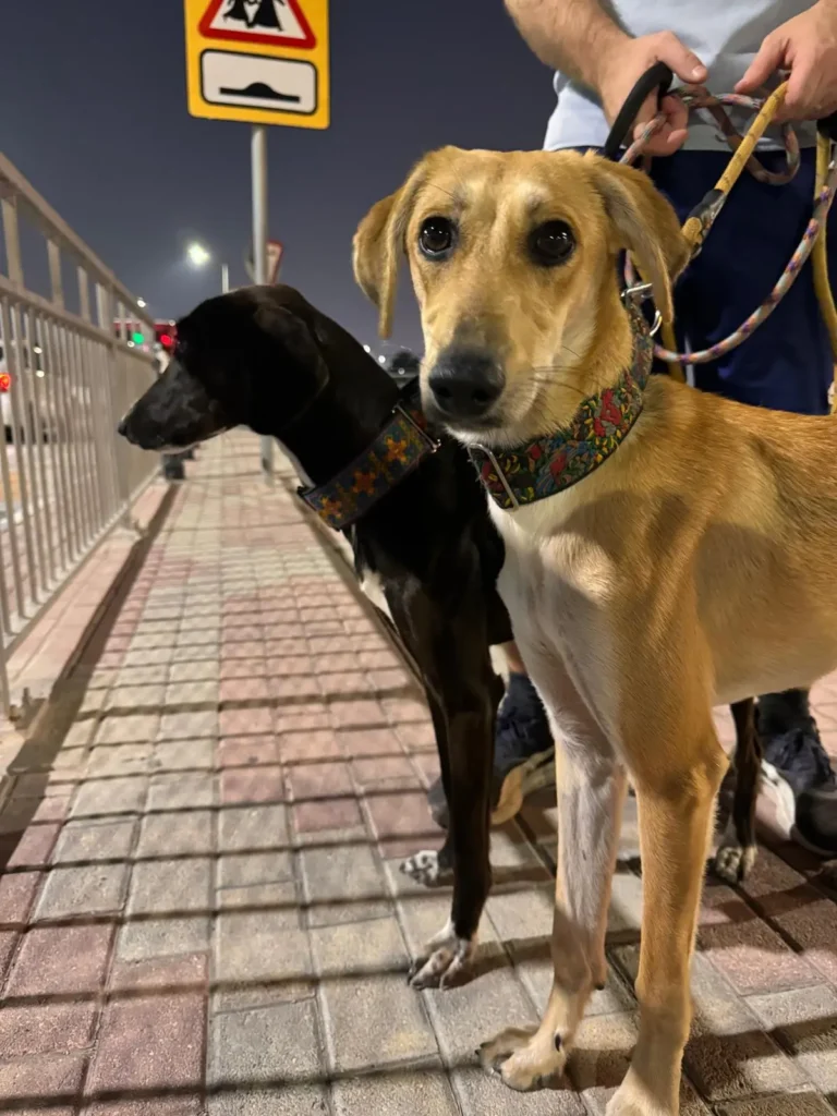 Furkids by Nagham - Saluki, Mira