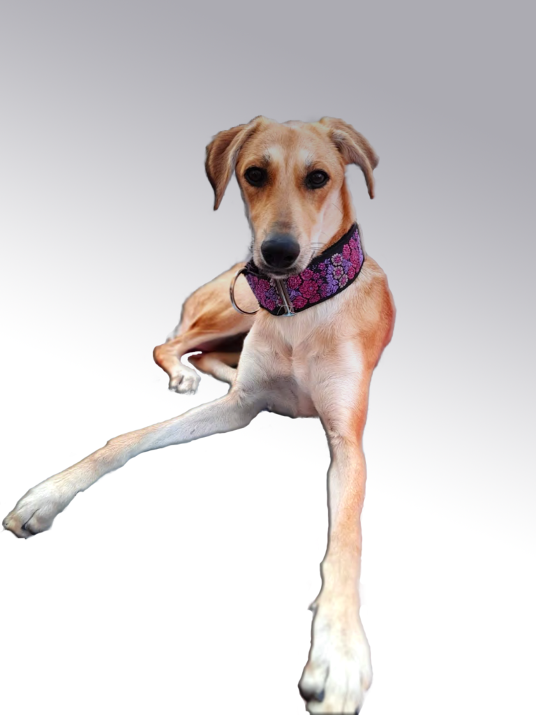 Dogs portfolio - Mixed Saluki