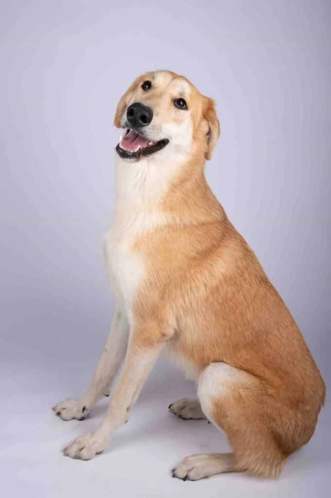 Furkids by Nagham - Saluki, Bentley