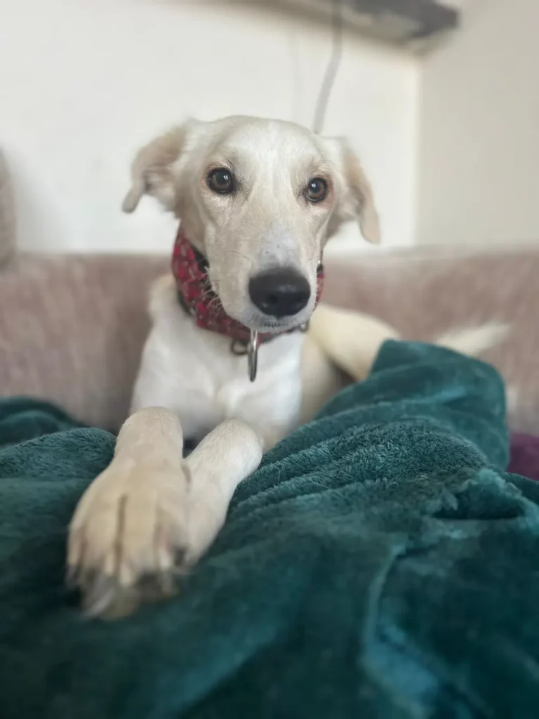 Furkids by Nagham - Saluki, Rocky