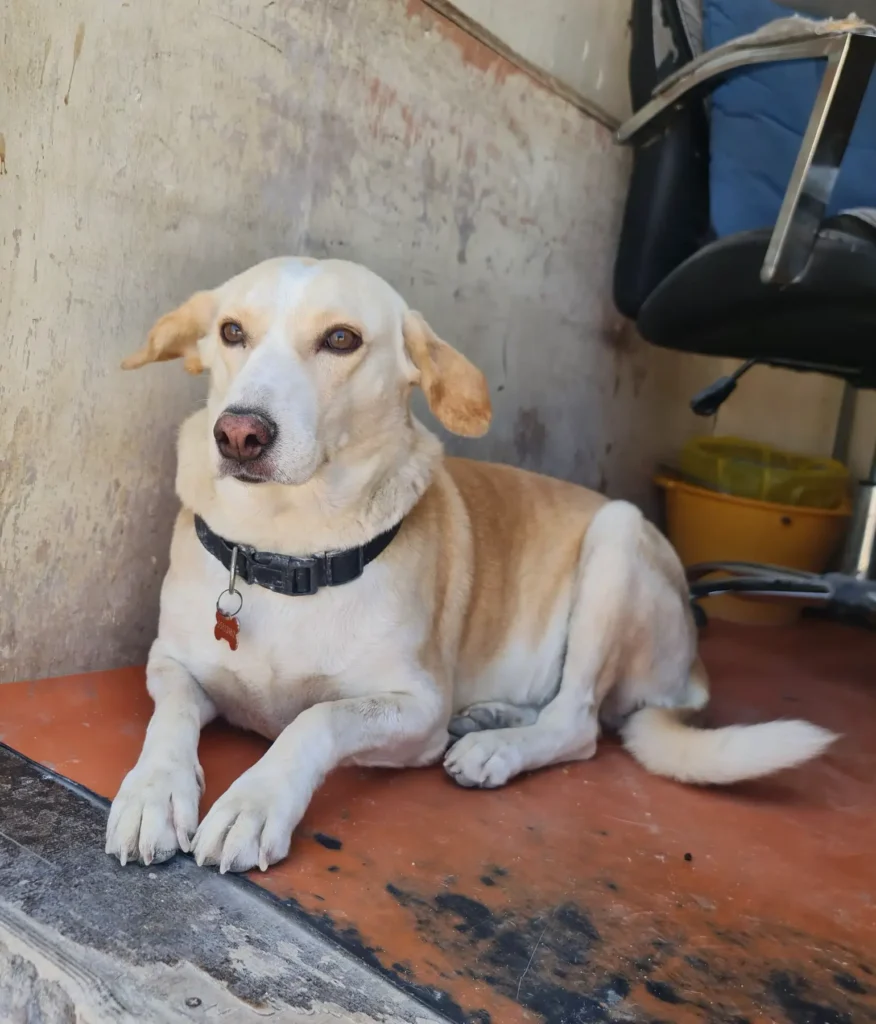 Furkids by Nagham - Saluki, Tonie