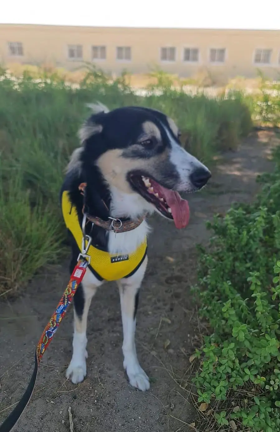 Furkids Sanctuary - Mixed Salukis - Loki