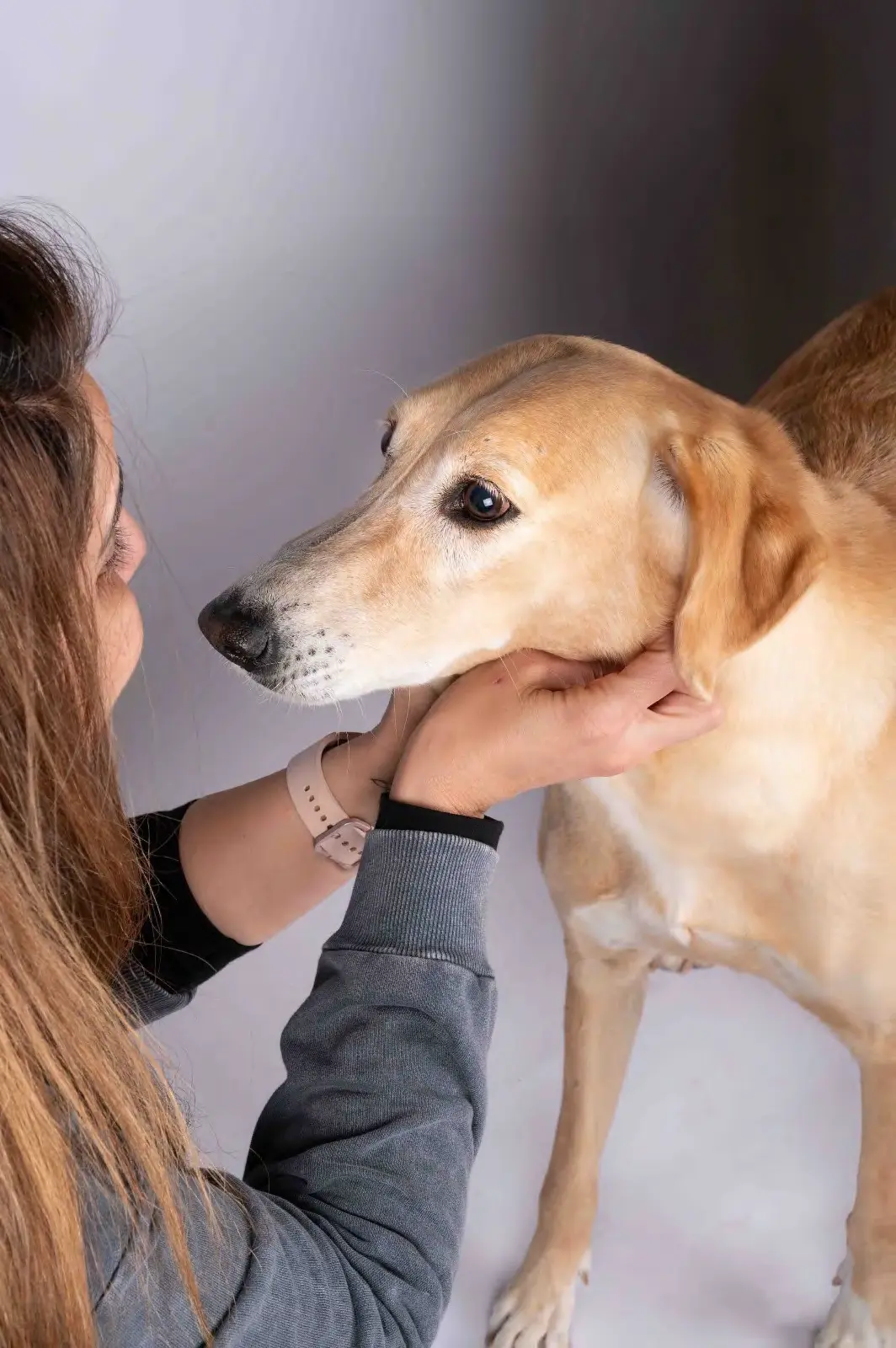 Furkids Sanctuary - Salukis - Luz