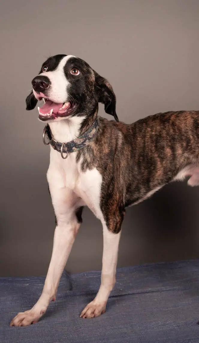 Furkids Sanctuary - Mixed Salukis - Bruno