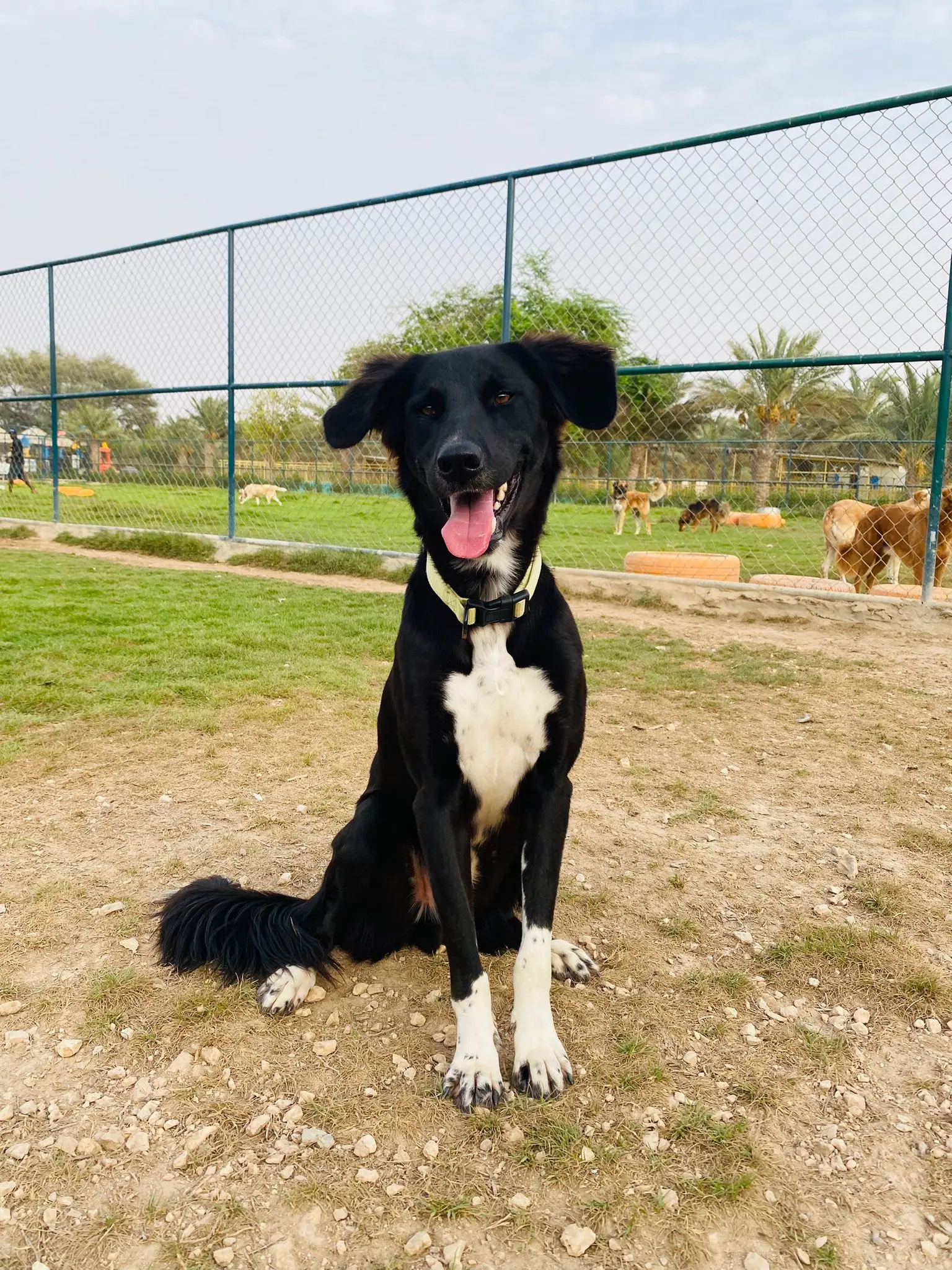 Furkids by Nagham - Miles