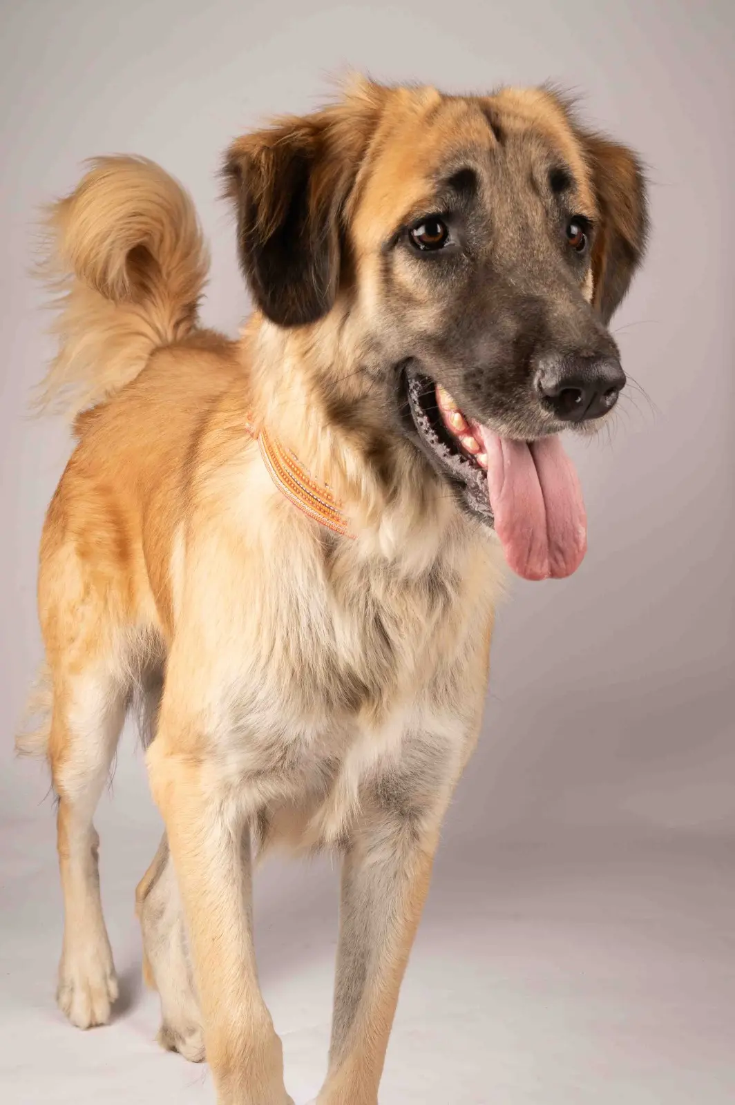 Furkids by Nagham - Ares