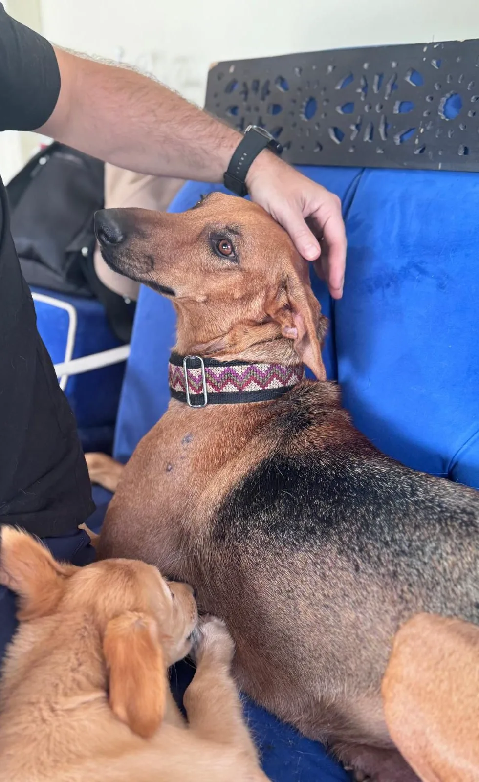 Furkids by Nagham - Assia