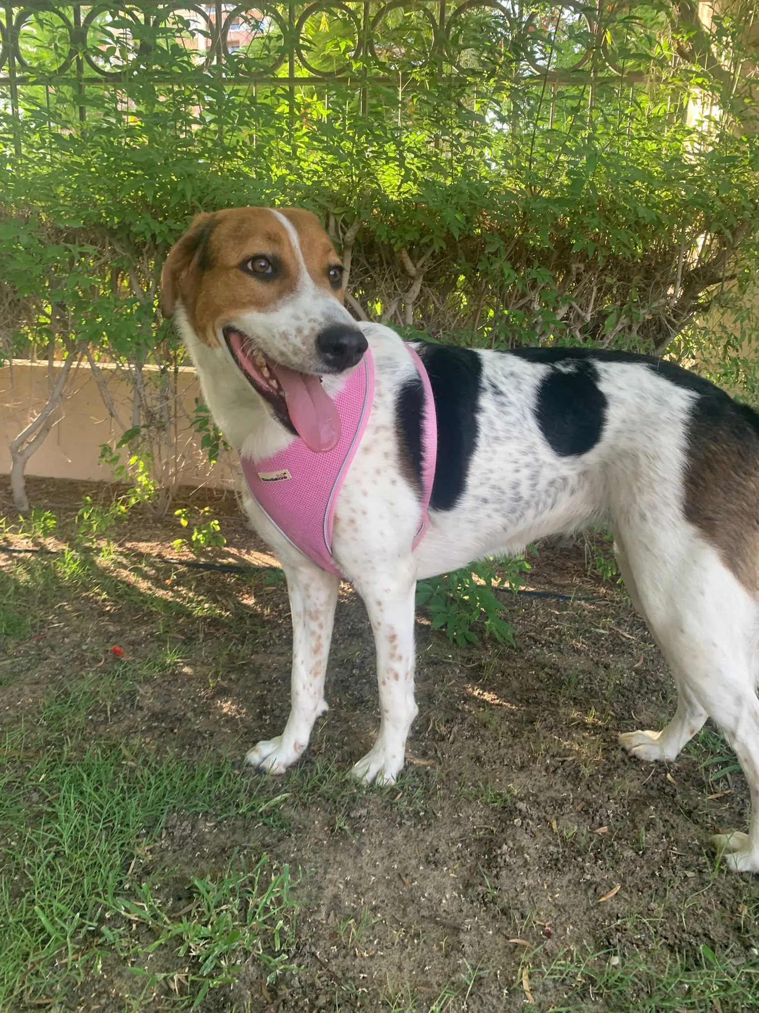 Furkids by Nagham - Bella M