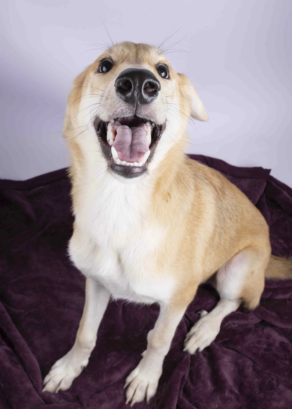 Furkids by Nagham - Bently