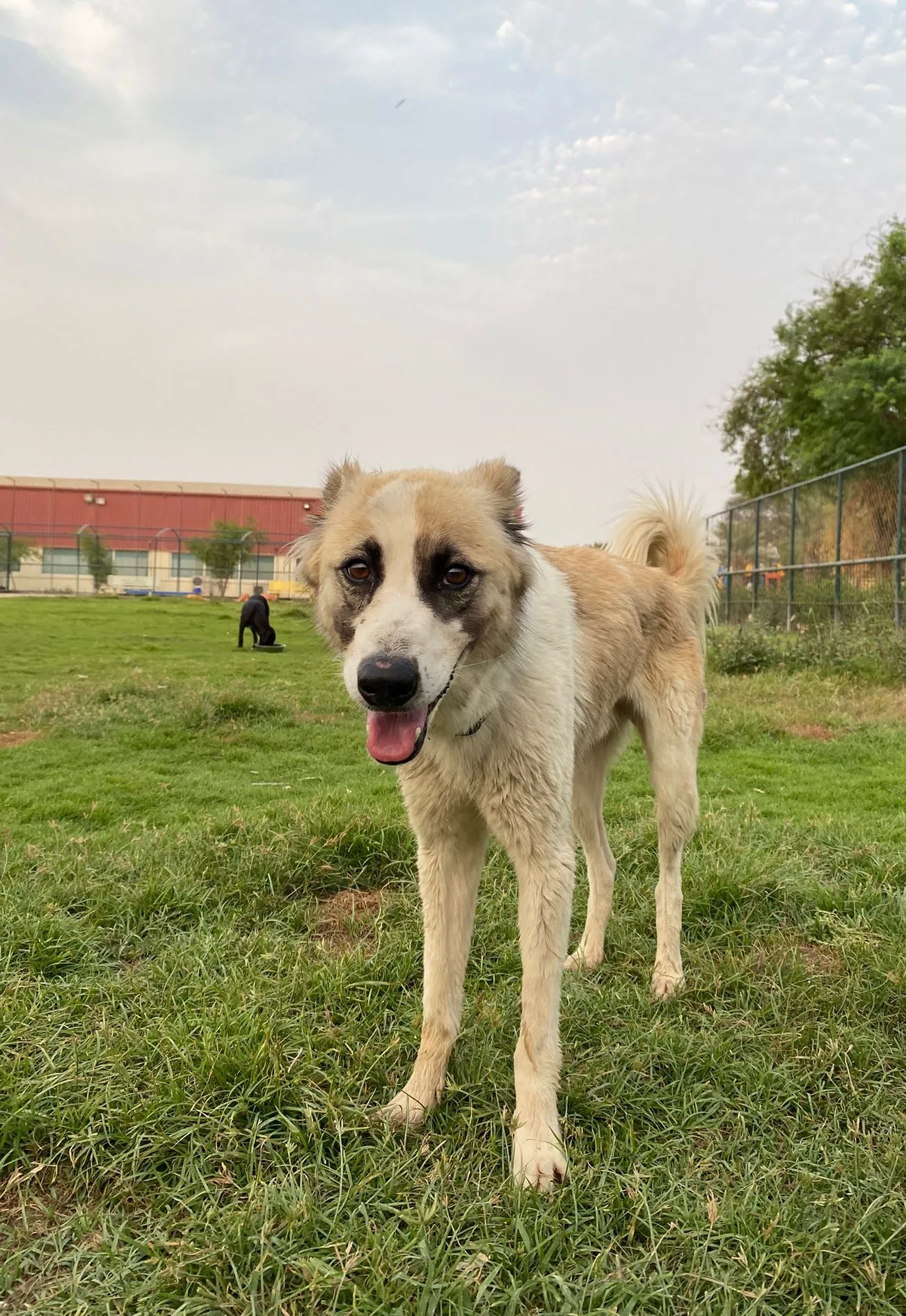 Furkids by Nagham - Bijou