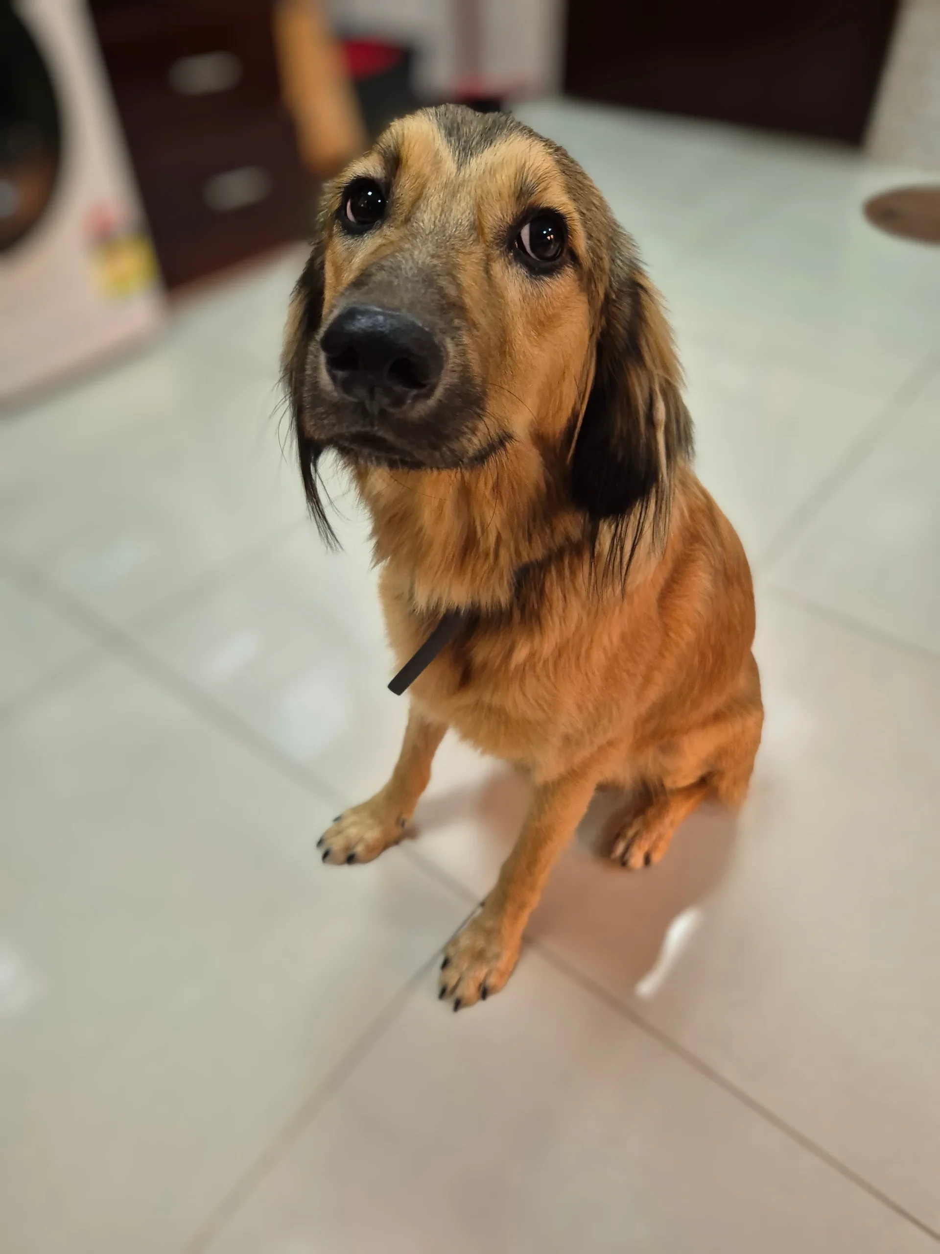 Furkids by Nagham - Buddy