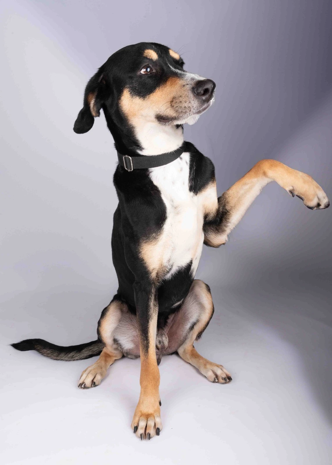 Furkids by Nagham - Chase