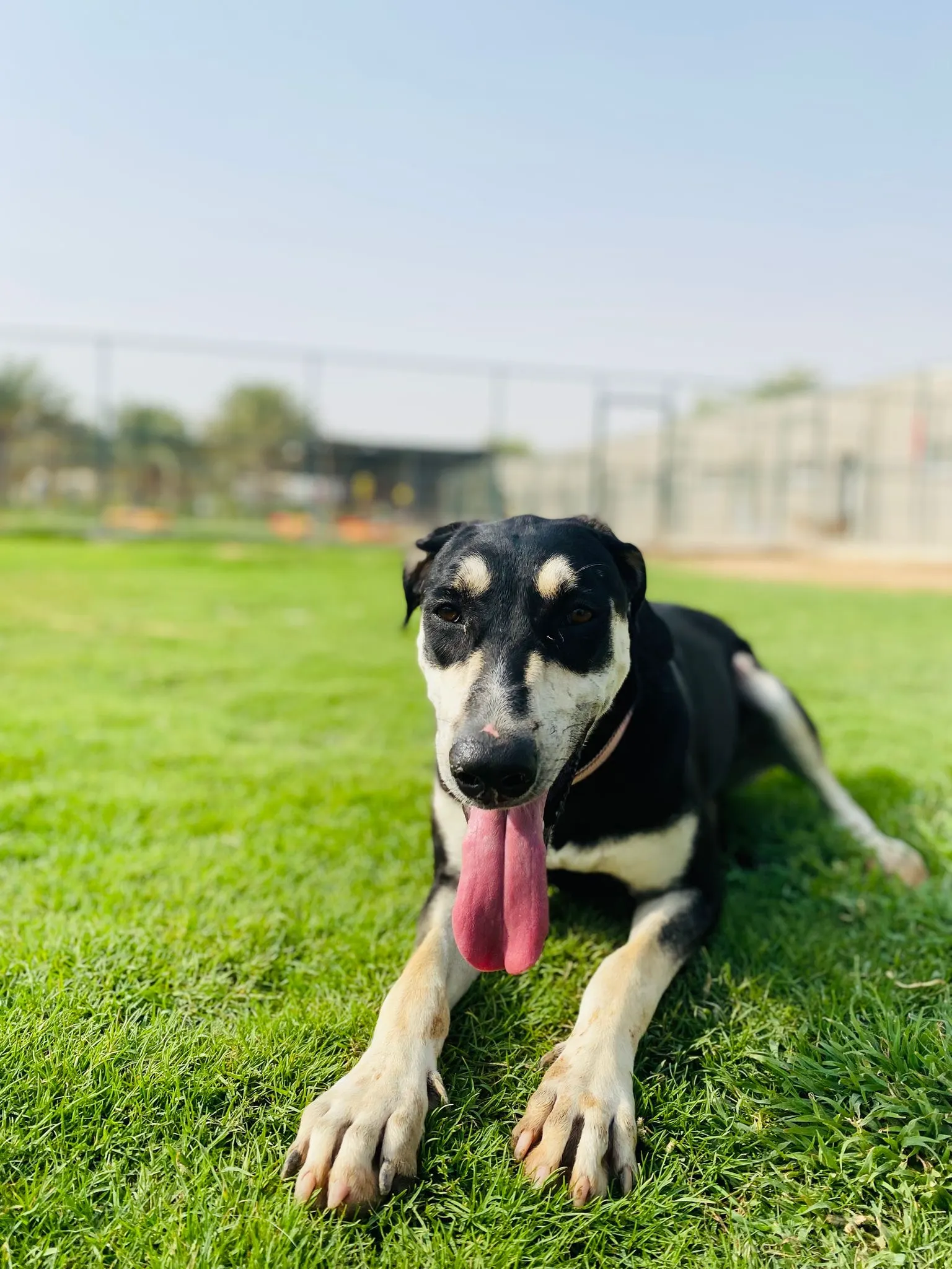 Furkids by Nagham - Coco