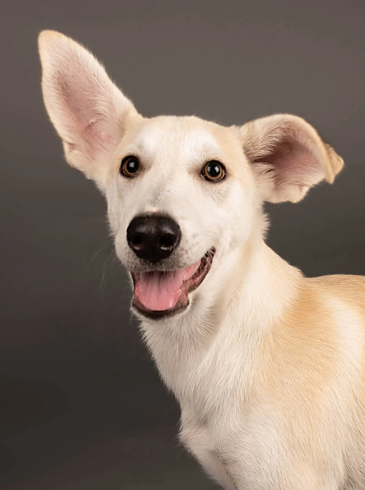 Furkids by Nagham - Dusty