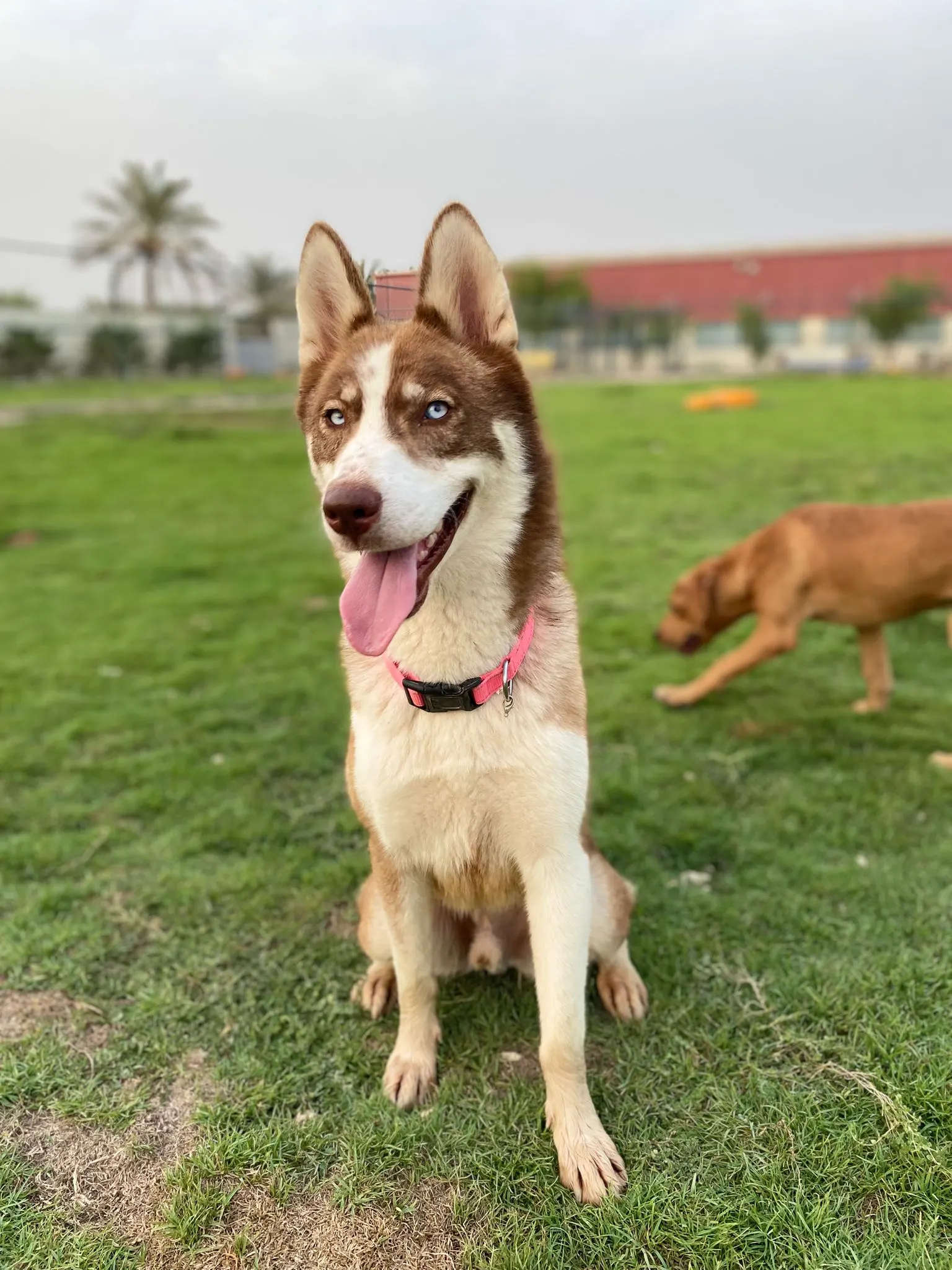 Furkids by Nagham - Felix
