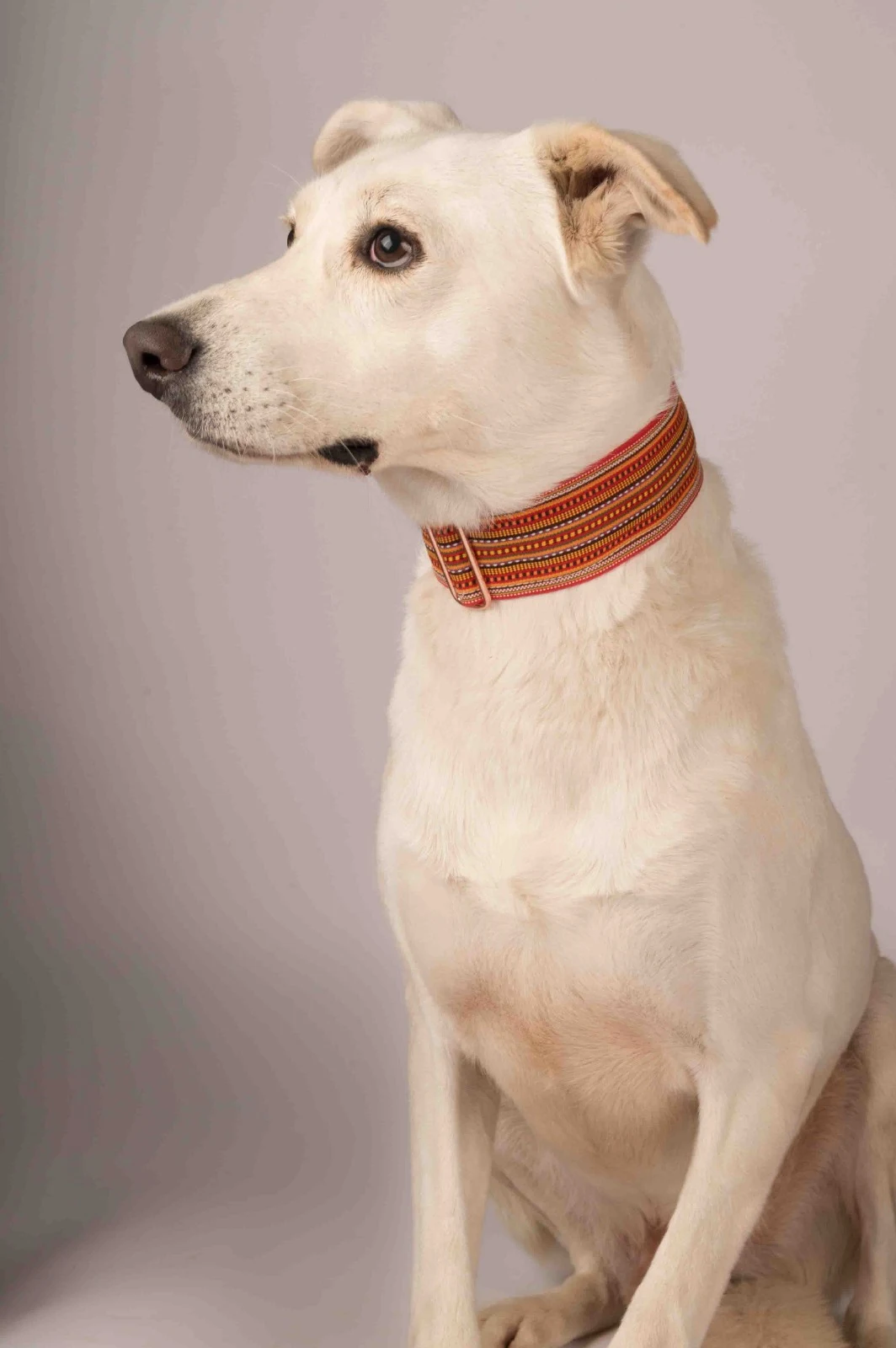 Furkids by Nagham - Lusail