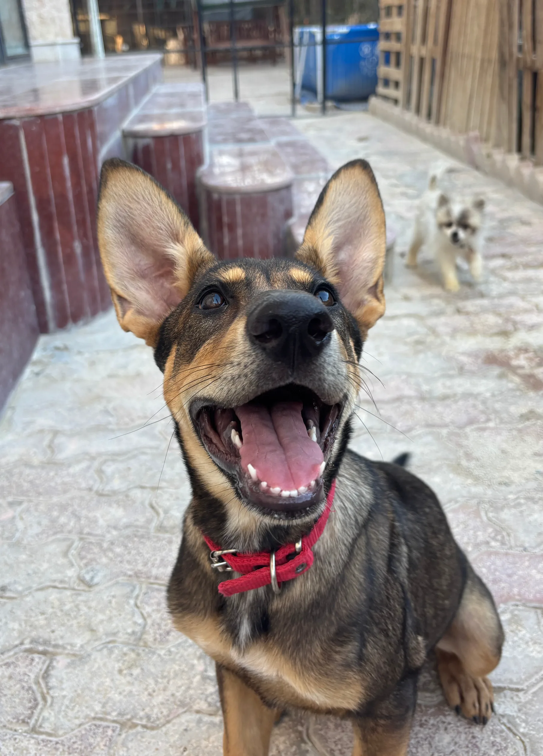 Furkids by Nagham - Maple