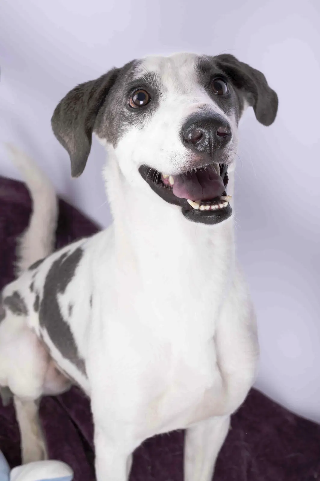 Furkids by Nagham - Patches