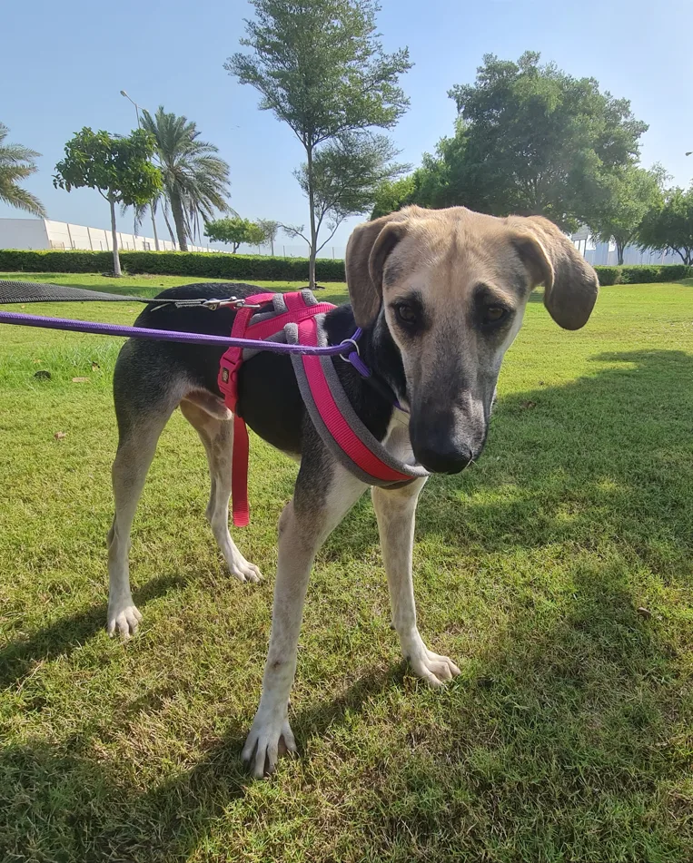 Furkids by Nagham - Patrick