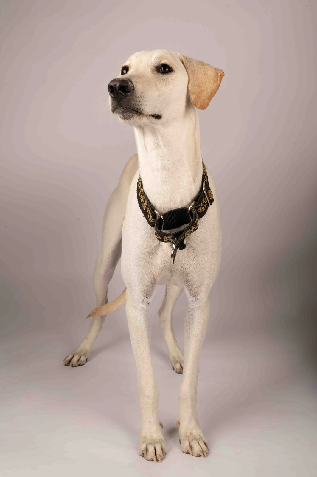 Furkids by Nagham - Pearl