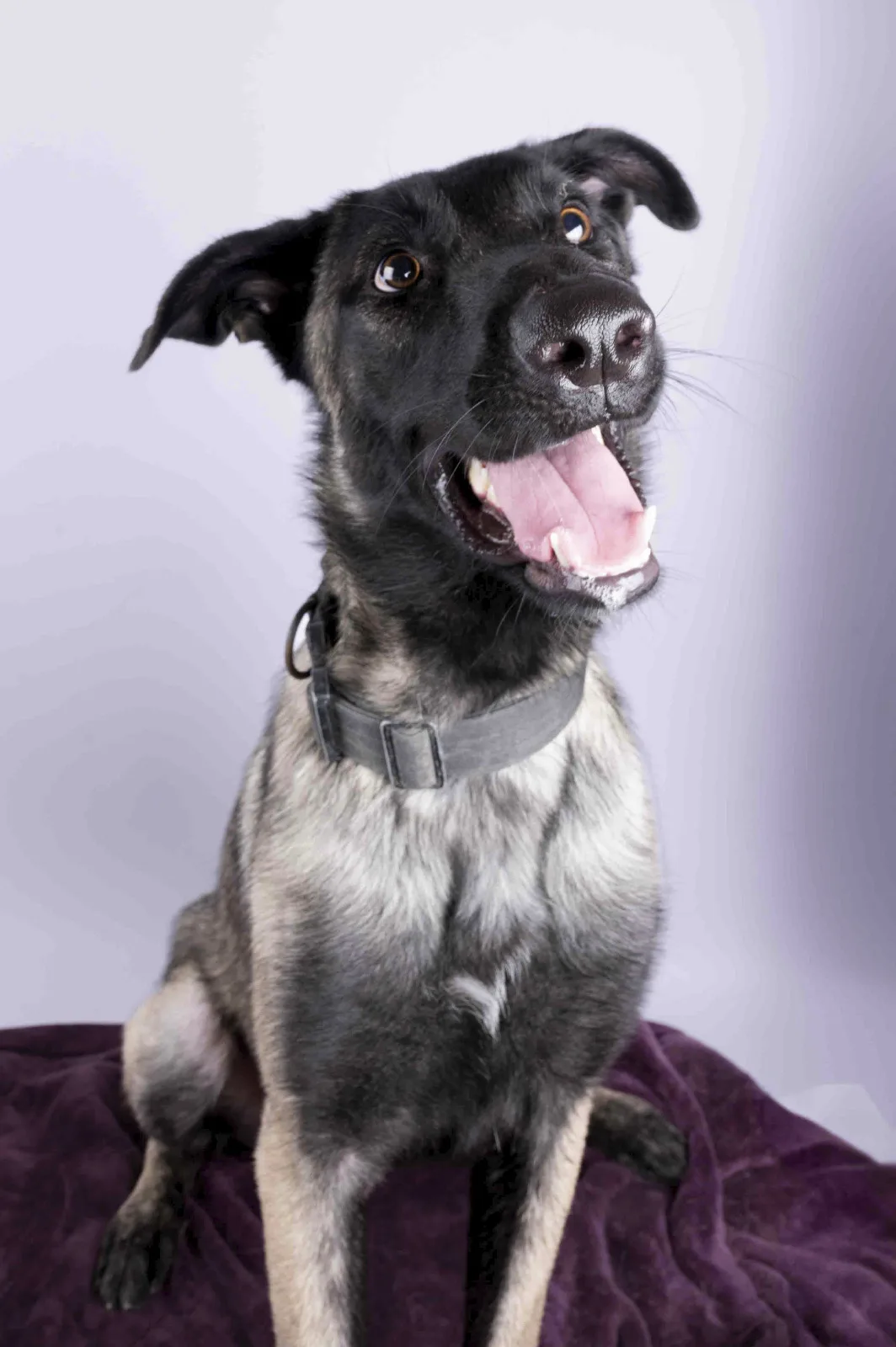 Furkids by Nagham - Pixel