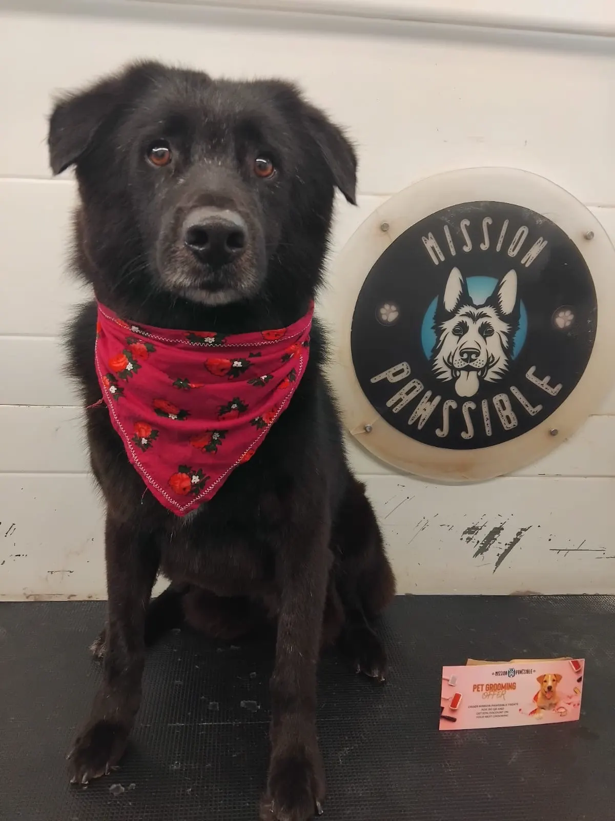 Furkids by Nagham - Price