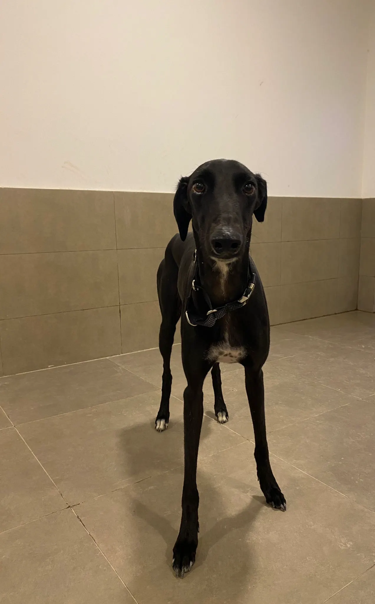 Furkids by Nagham - Raad