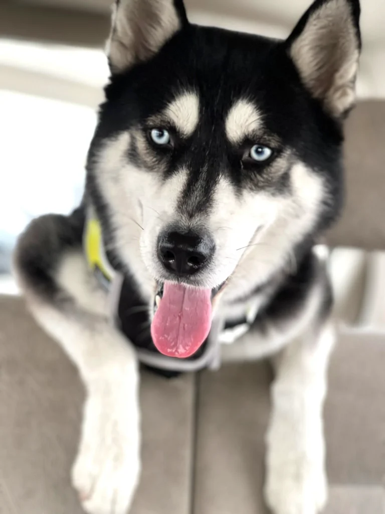 Furkids by Nagham - Zoro