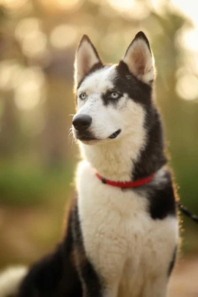 Lucky - Husky - 1