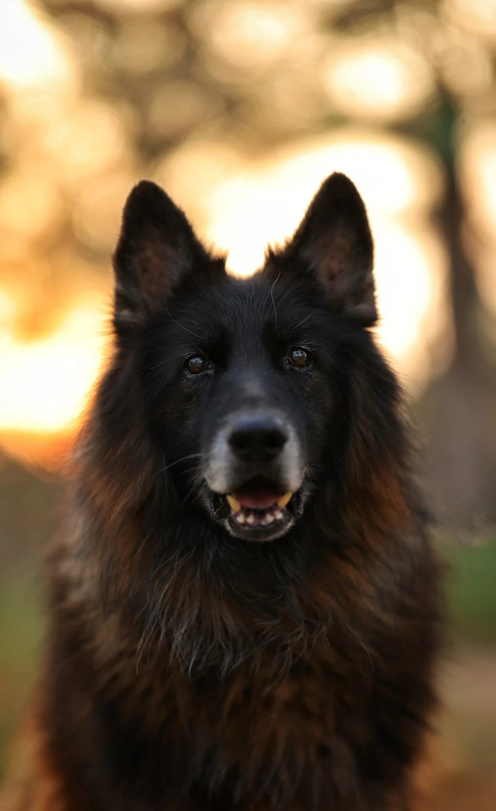 Raad - German Shepherd - 1