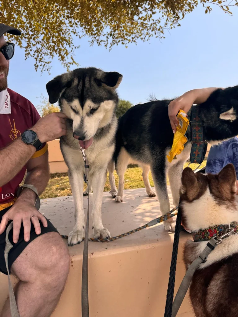 Furkids - Hope, rescue, adopt, sponsor, Qatar dogs