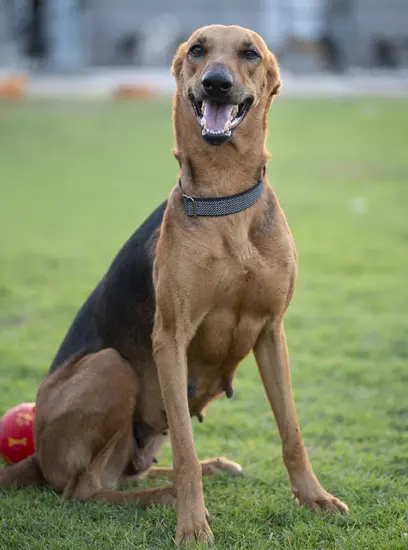 Furkids - Mixed Salukis - Assia