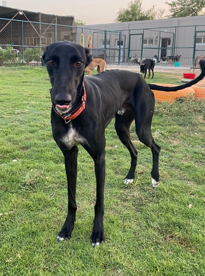 Furkids - Mixed Salukis - Barq