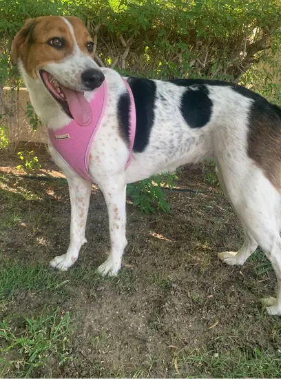 Furkids - Mixed Salukis - Bella M