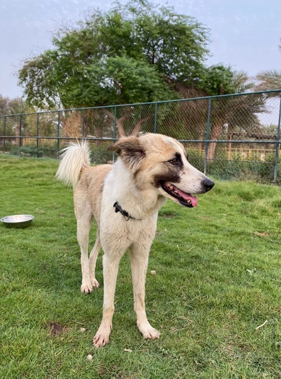 Furkids - Mixed Salukis - Bijou