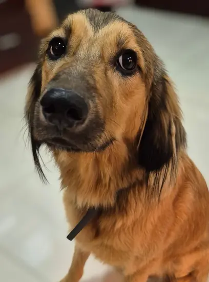 Furkids - Buddy - Other dogs