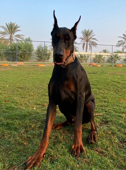 Furkids - Caeser - Other dogs