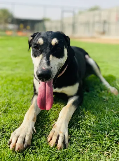 Furkids - Mixed Salukis - Coco