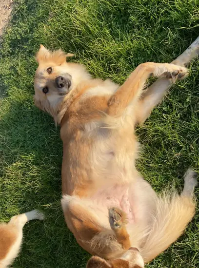 Furkids - Mixed Salukis - Dahab