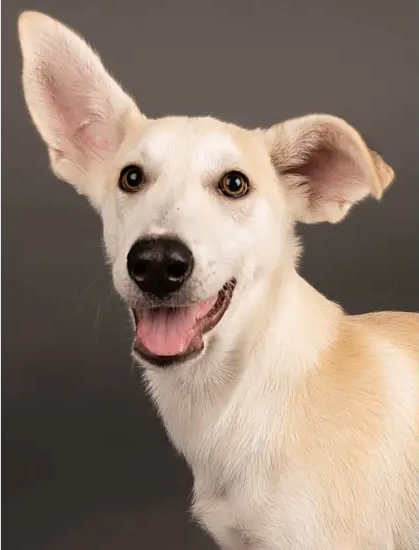 Furkids - Mixed Salukis - Dusty