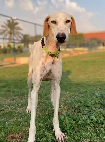 Furkids - Mixed Salukis - Rouge