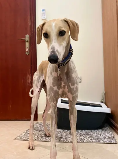 Furkids - Echo - Mixed Salukis