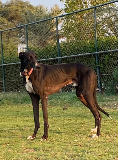 Furkids - Mixed Saluki - Joud