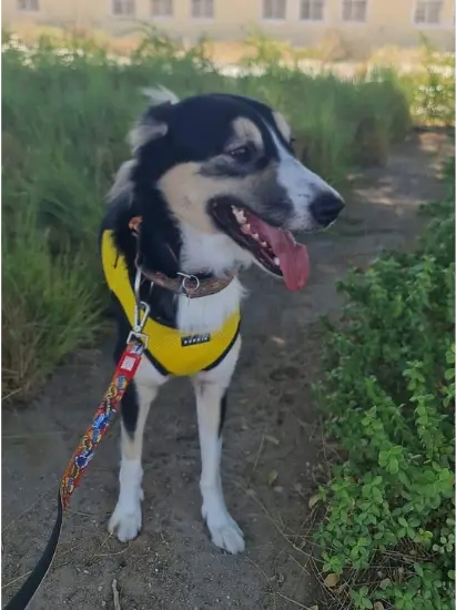 Furkids Mixed Salukis - Loki